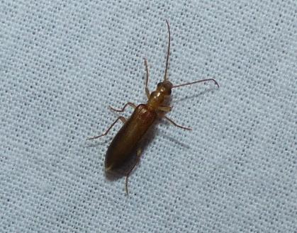 Nacerdes sp.